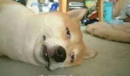 带你吃瓜一条视频,带你揭秘“带你吃瓜”视频背后的热点事件