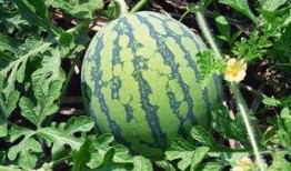 吃瓜群众吃辣视频大全集,吃瓜群众辣视频大全集精彩回顾