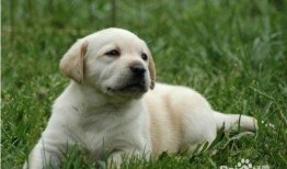 吃瓜拉布拉多被抓视频大全