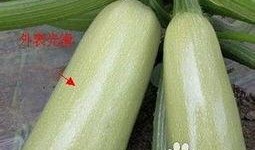 嫩的角瓜怎么吃最好吃视频,视频教你家常做法