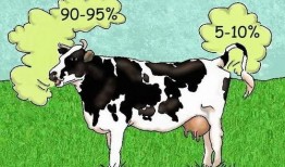 面瓜能不能喂牛吃呢视频,牛的美食还是禁忌？揭秘面瓜喂牛之谜