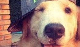 网红视频吃瓜狗图片,吃瓜狗的趣味瞬间