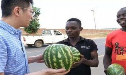 黑网吃瓜视频,网络暗流涌动的娱乐真相