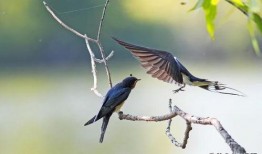 燕子吃白瓜吗会死吗视频,揭秘生死之谜