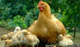 母鸡吃瓜下蛋吗视频下载,视频揭秘神奇现象