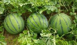 许昌最新吃瓜消息视频,热门事件幕后真相大曝光