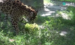 大猫吃瓜爆料视频,揭秘娱乐圈幕后真相