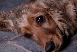 狗狗吃凉瓜黄豆好吗视频,狗狗食用凉瓜黄豆的安全性探讨