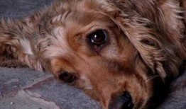 狗狗吃凉瓜黄豆好吗视频,狗狗食用凉瓜黄豆的安全性探讨