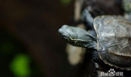 草龟可以吃白瓜吗视频,白瓜是否适宜作为其食物来源？