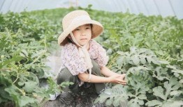 不参与吃瓜视频的原因是,揭秘不参与视频背后的真实原因