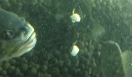 面瓜鱼水下吃饵视频播放,揭秘神秘水下猎手捕食技巧