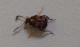 吃瓜的大虫子图片大全视频