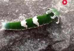 老虎吃瓜动物视频大全,老虎吃瓜动物趣味视频大盘点