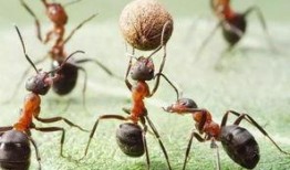 吃瓜大战蚂蚁视频播放,一场奇妙的自然生态对决