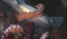 鲨鱼视频吃瓜,揭秘娱乐圈吃瓜背后的真相