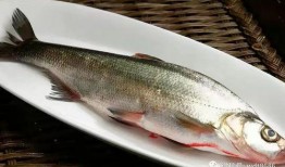 鱼闪闪吃瓜视频在线观看,带你领略网络娱乐新风尚