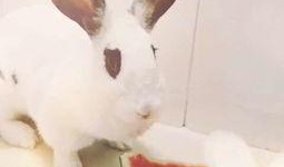 宠物兔子吃瓜视频大全,笑料十足视频大全