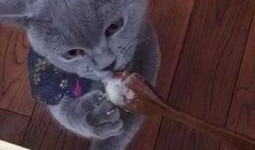 土瓜能给猫吃吗视频大全,土瓜适宜性解析与食用建议