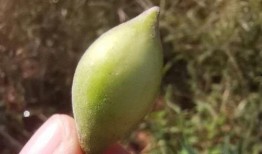 吃地梢瓜小视频大全图片,视频大全中的美味瞬间