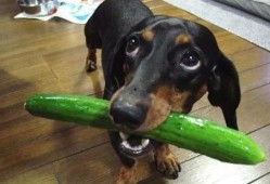 吃瓜白狗视频在线观看免费,带你领略欢乐时光