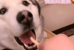 二狗很忙直播吃瓜视频,揭秘娱乐圈幕后故事