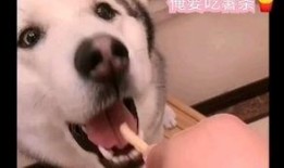 二狗很忙直播吃瓜视频,揭秘娱乐圈幕后故事