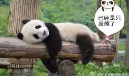 吃瓜熊猫被揍断腿视频