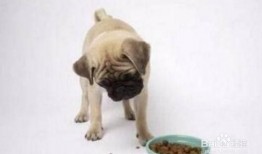 狗吃生瓜好不好吃呢视频,美味还是挑战？