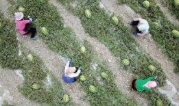 峡谷吃瓜群众值钱吗视频,揭秘网络直播中的价值与争议