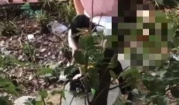 福建水院吃瓜事件视频曝光,校园风波引发社会关注