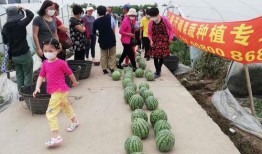 不参与吃瓜视频的原因是,揭秘不参与视频背后的真实原因