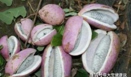 蝈蝈吃八月瓜视频大全集,跟随蝈蝈探寻瓜果乐园