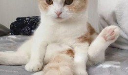 吃瓜搞笑视频猫咪图片,猫咪吃瓜视频，萌态百出笑翻天