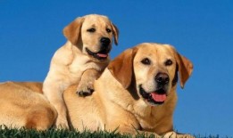 吃瓜拉布拉多打架视频,吃瓜群众现场围观