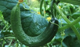 瓜如何吃更更美味一些视频,解锁美味瓜类食用新技巧