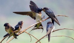 燕子带你吃瓜搞笑视频,搞笑视频集锦