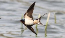 燕子带你吃瓜搞笑视频,搞笑视频集锦