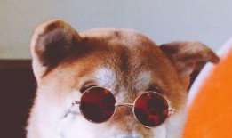 狗哥在线吃瓜视频,揭秘娱乐圈幕后真相