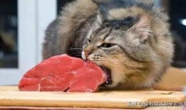 土瓜能给猫吃吗视频大全,土瓜适宜性解析与食用建议