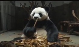 搞笑吃瓜熊猫人视频大全,笑料横生！熊猫吃瓜达人搞笑视频大盘点