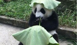 吃瓜熊猫被揍断腿视频