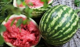 七月份吃八叶瓜好吗视频,七月份享用八叶瓜的益处与建议