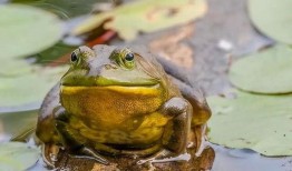 呆瓜组吃牛蛙视频,趣味横生美食瞬间