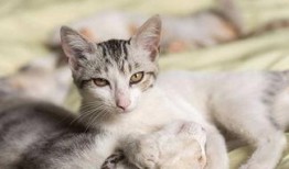 猫尿瓜怎样吃才好吃视频,视频教你轻松享美食