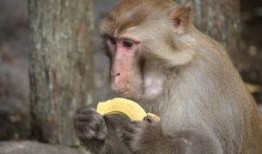 尼加拉瓜吃猴子视频,传统习俗引发争议