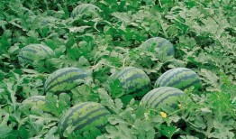 宁夏人吃麒麟瓜好吗视频,当地人美味分享，品尝宁夏风情