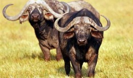 面瓜能不能喂牛吃呢视频,牛的美食还是禁忌？揭秘面瓜喂牛之谜