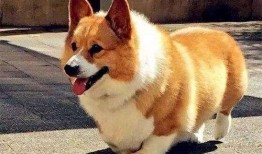 柯基犬夜路吃瓜视频