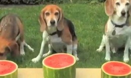三只狗吃瓜的视频,一场欢乐的瓜分盛宴